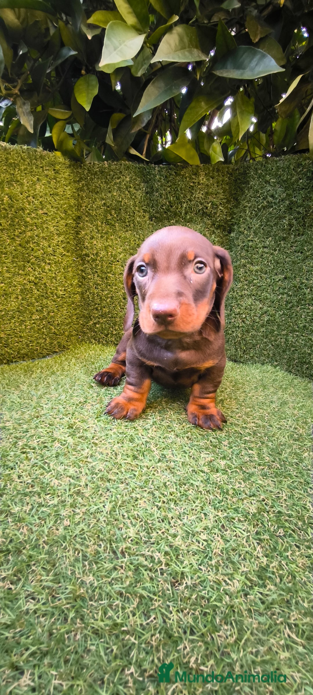 Teckel Miniatura perros en venta: camada de teckel miniatura varios colores  - Anuncio 4