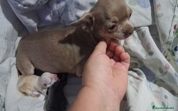 Chihuahua perros en venta: Parejita de chihuahua crema y otro azul - Anuncio 3