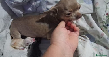 Chihuahua perros Parejita de chihuahua crema y otro azul - Anuncio 2