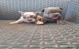 Bulldog Francés perros en venta: Cachorras de bulldog - Imagen 6