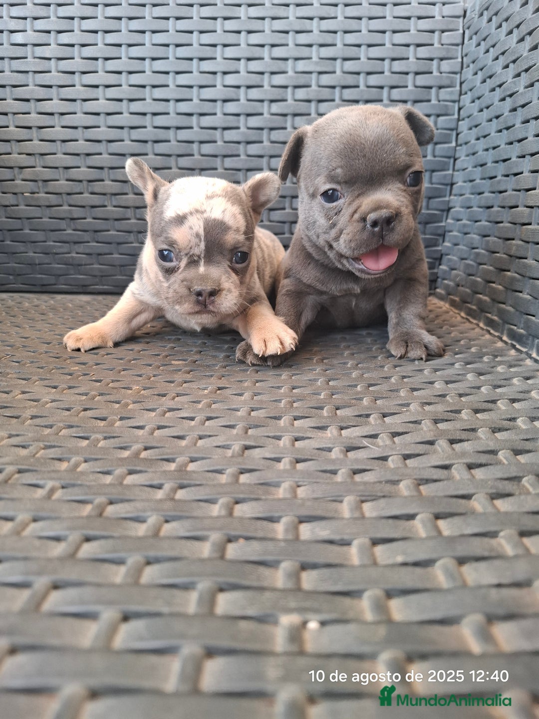 Bulldog Francés perros en venta: Cachorras de bulldog - Imagen 6