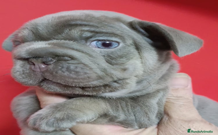 Bulldog Francés perros - Anuncio 13