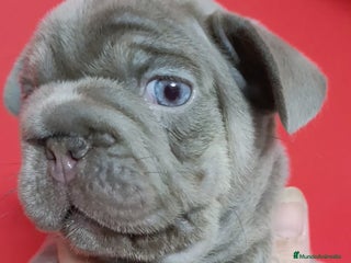 Bulldog Francés perros - Anuncio 2