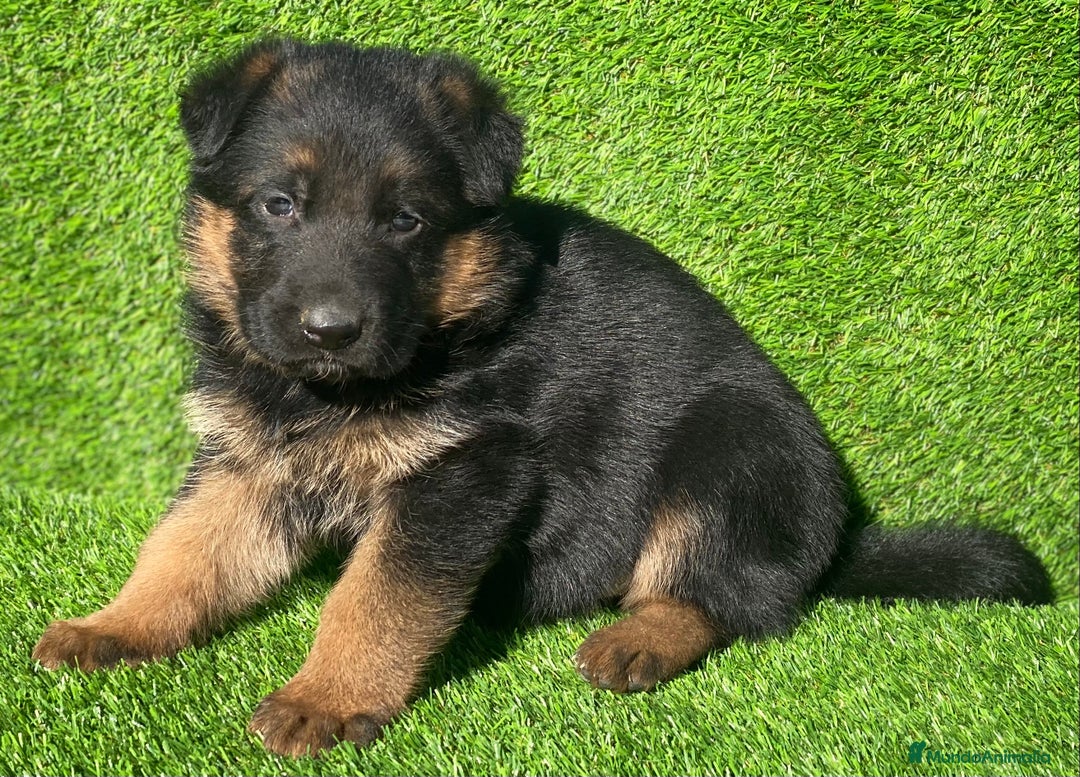 Pastor Alemán perros en venta: Cachorras de pastor alemán - Anuncio 11