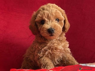 Caniche Toy perros en Cáceres - Anuncio 18