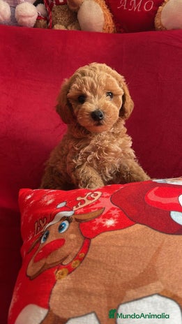 Caniche Toy perros en Cáceres - Anuncio 18