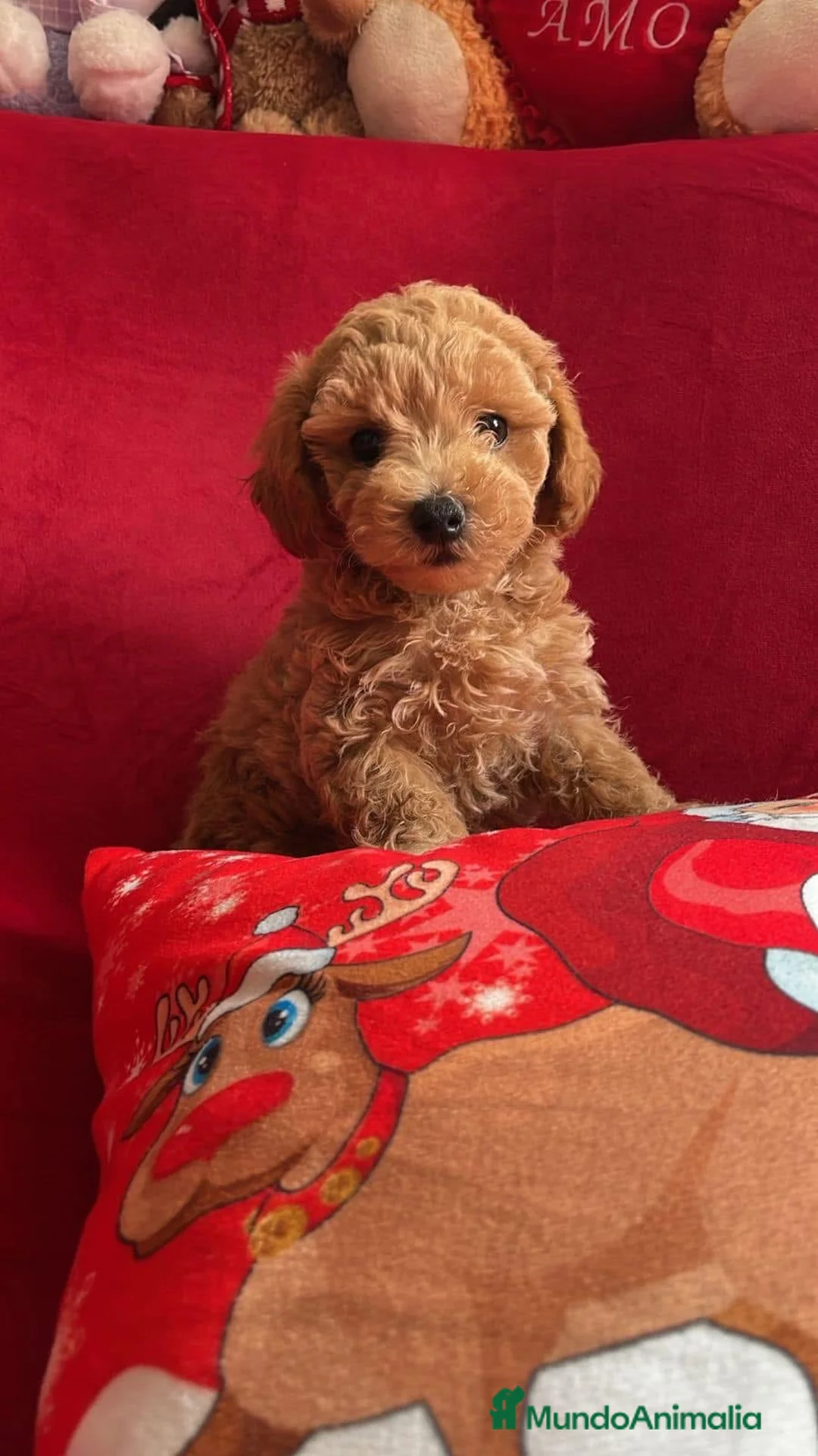 Caniche Toy perros en venta: Caniches disponibles !  en Cáceres - Anuncio 1