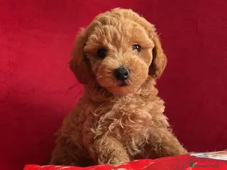 Caniche Toy perros Caniches disponibles ! en Cáceres - Anuncio 29