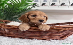 Otras razas perros en venta: COCKAPOO - Imagen 14