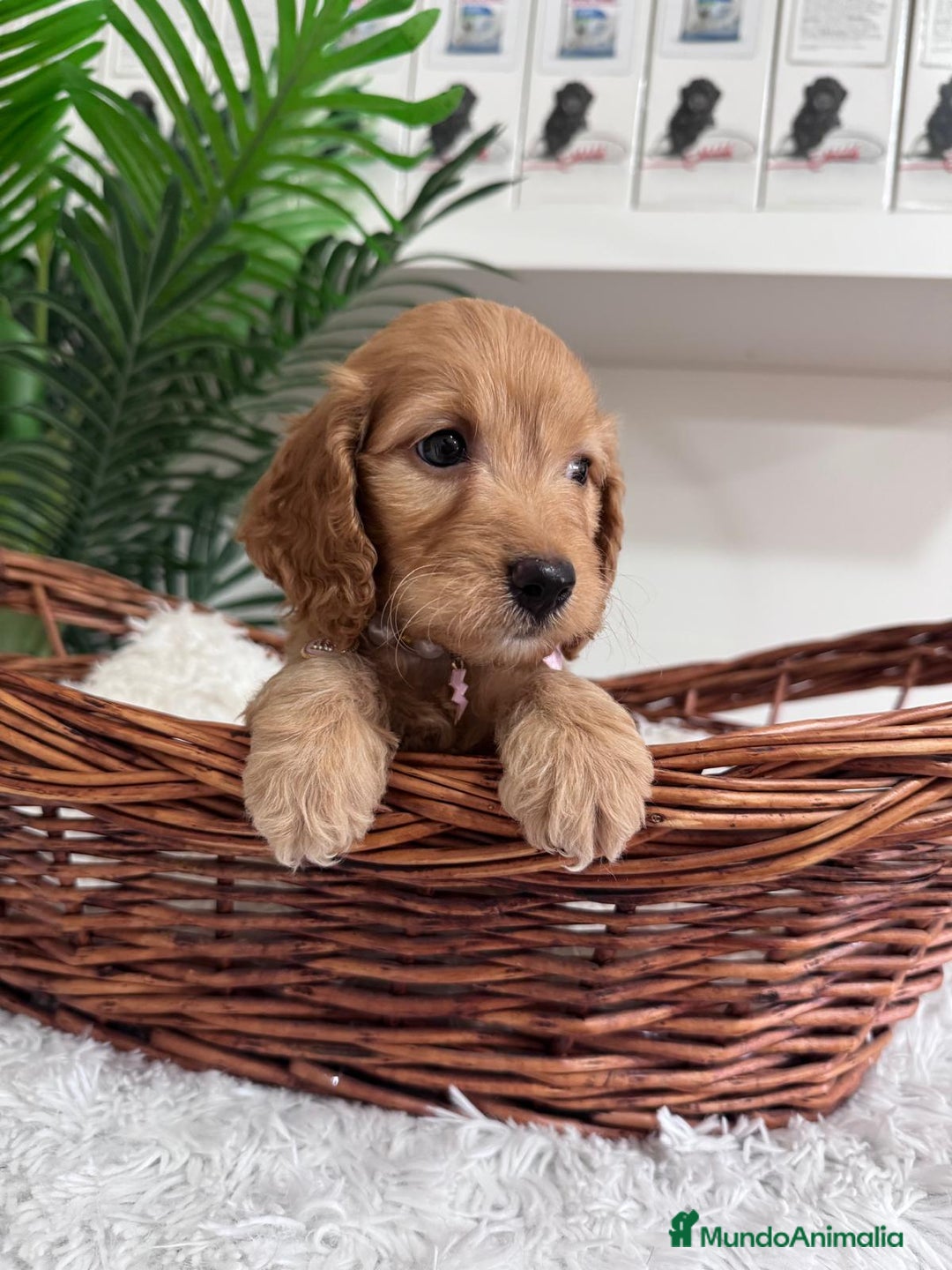 Otras razas perros en venta: COCKAPOO - Imagen 14