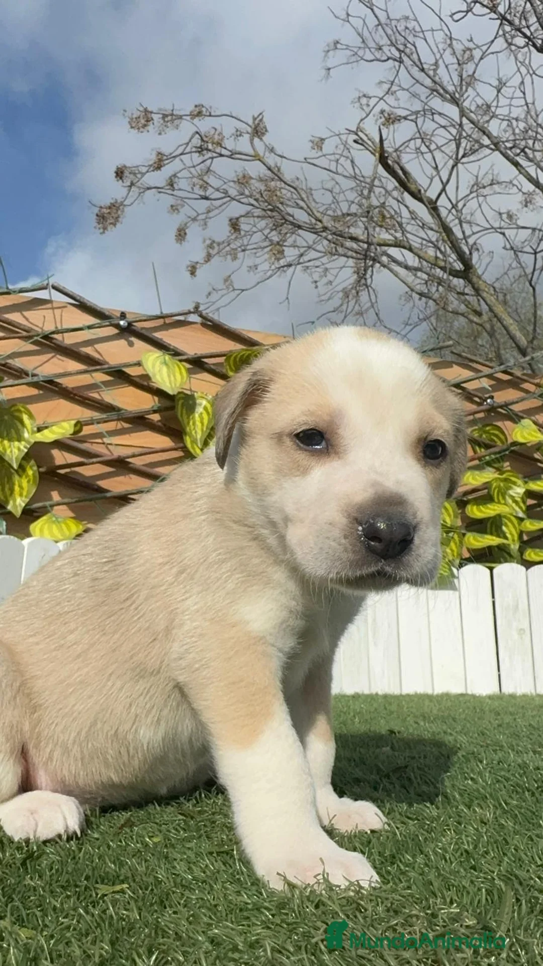 Mastín Español perros en venta: MASTIN ESPAÑOL - Anuncio 10