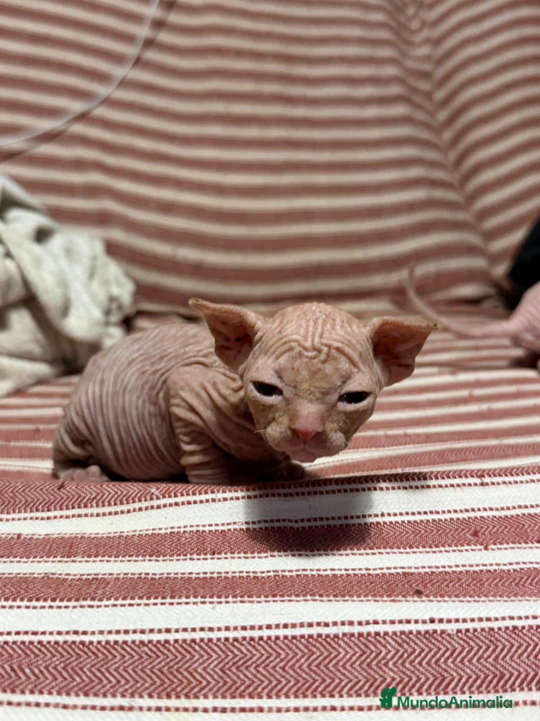 Sphynx gatos en venta: Preciosa cameda de ephynx - Anuncio 3