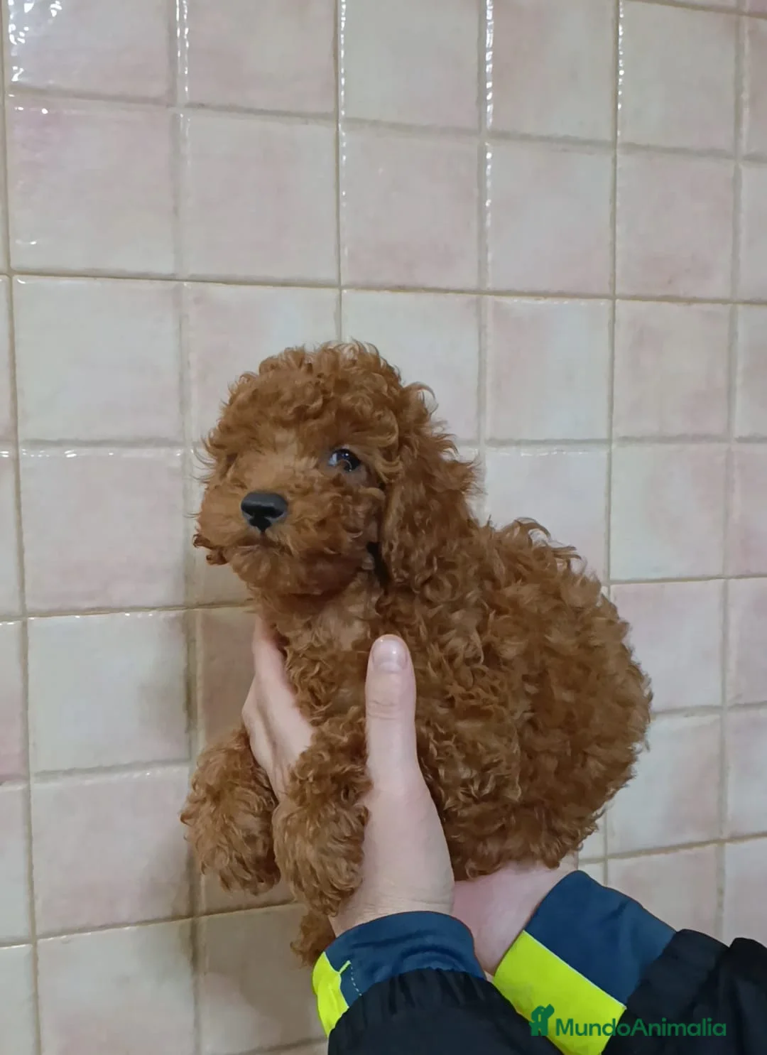 Caniche Toy perros en venta: Caniches toy Rojos - Anuncio 3