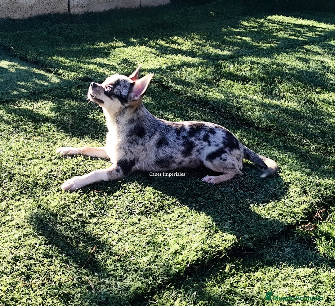 Chihuahua perros en venta: Chihuhuas - Imagen 5