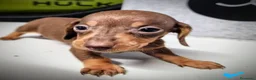 Teckel perros en venta: Teckel kanichen precio real - Anuncio 11