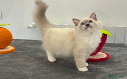 Ragdoll gatos en venta: Camada Ragdoll - Imagen 35