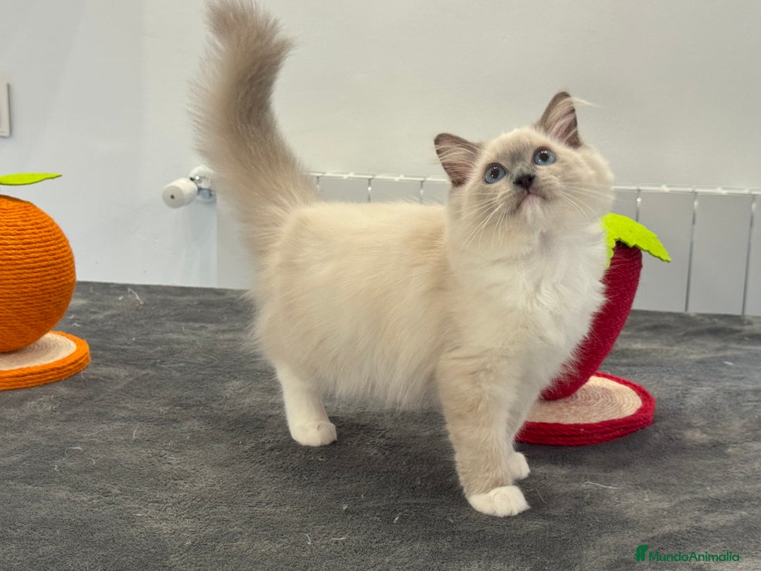 Ragdoll gatos en venta: Camada Ragdoll - Imagen 35