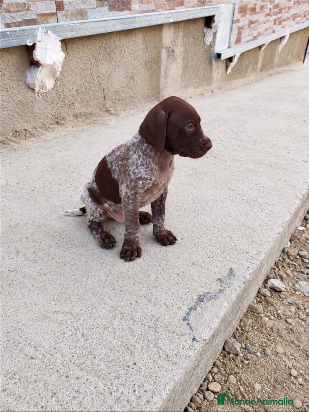 Braco Alemán de Pelo Corto perros Impresionantes Braco alemán  - Anuncio 1