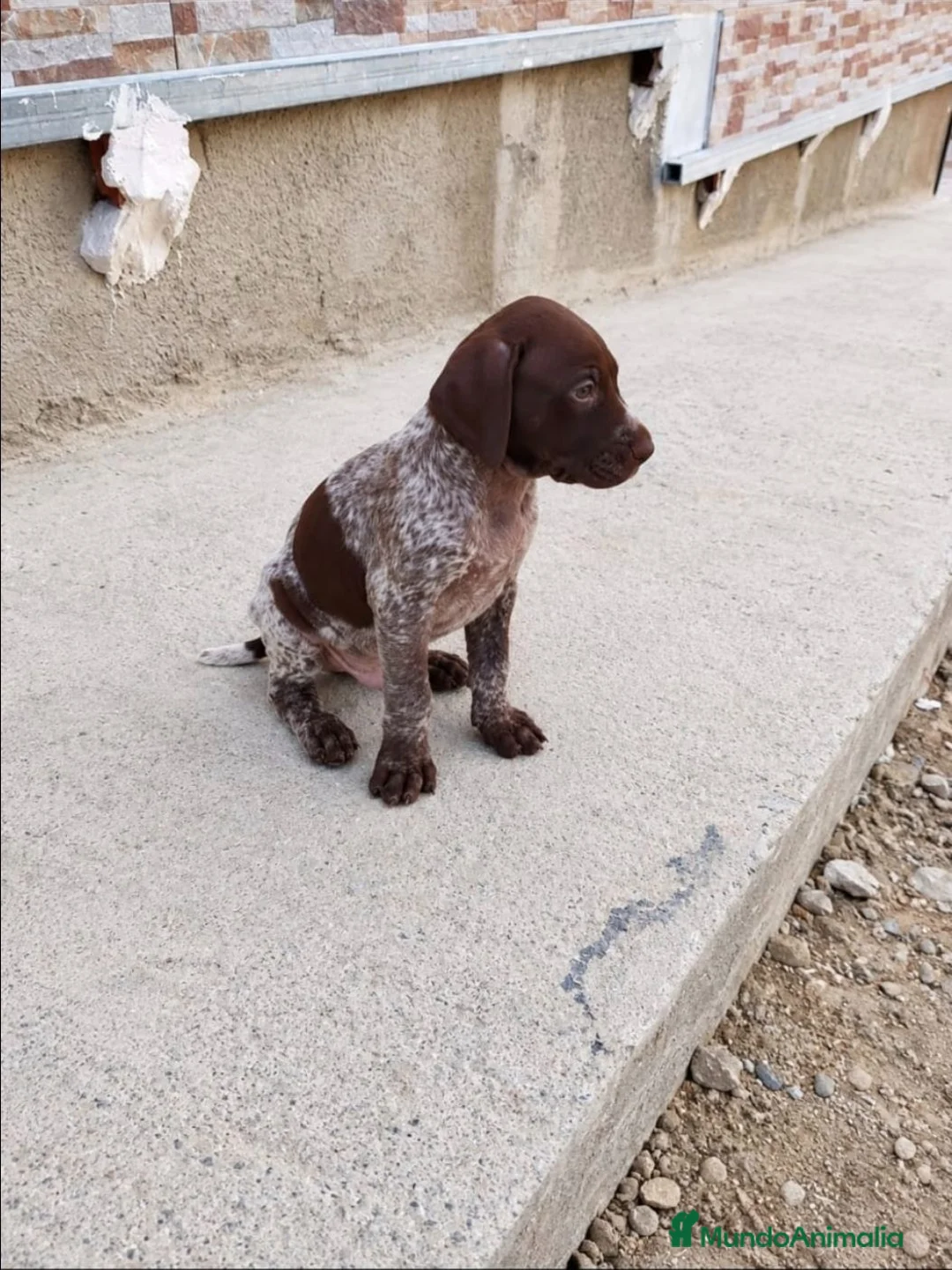 Braco Alemán de Pelo Corto perros en venta: Impresionantes Braco alemán  - Anuncio 1