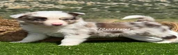 Border Collie perros en venta: BORDER COLLIE RED MERLE - Anuncio 3