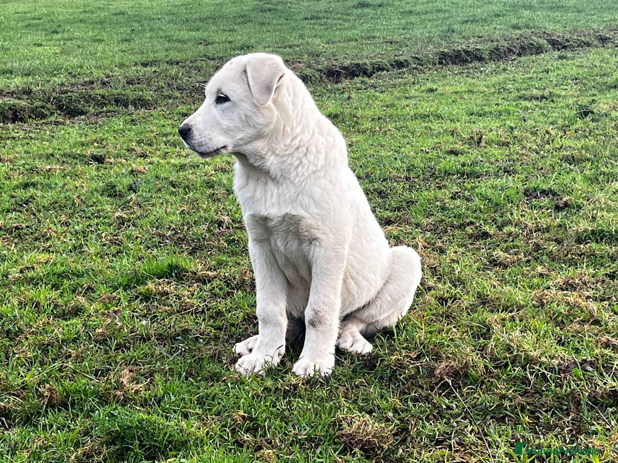 Mastín Español perros Cachorro Español Ganadero - Anuncio 2