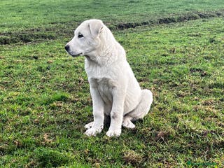 Mastín Español perros Cachorro Español Ganadero - Anuncio 2
