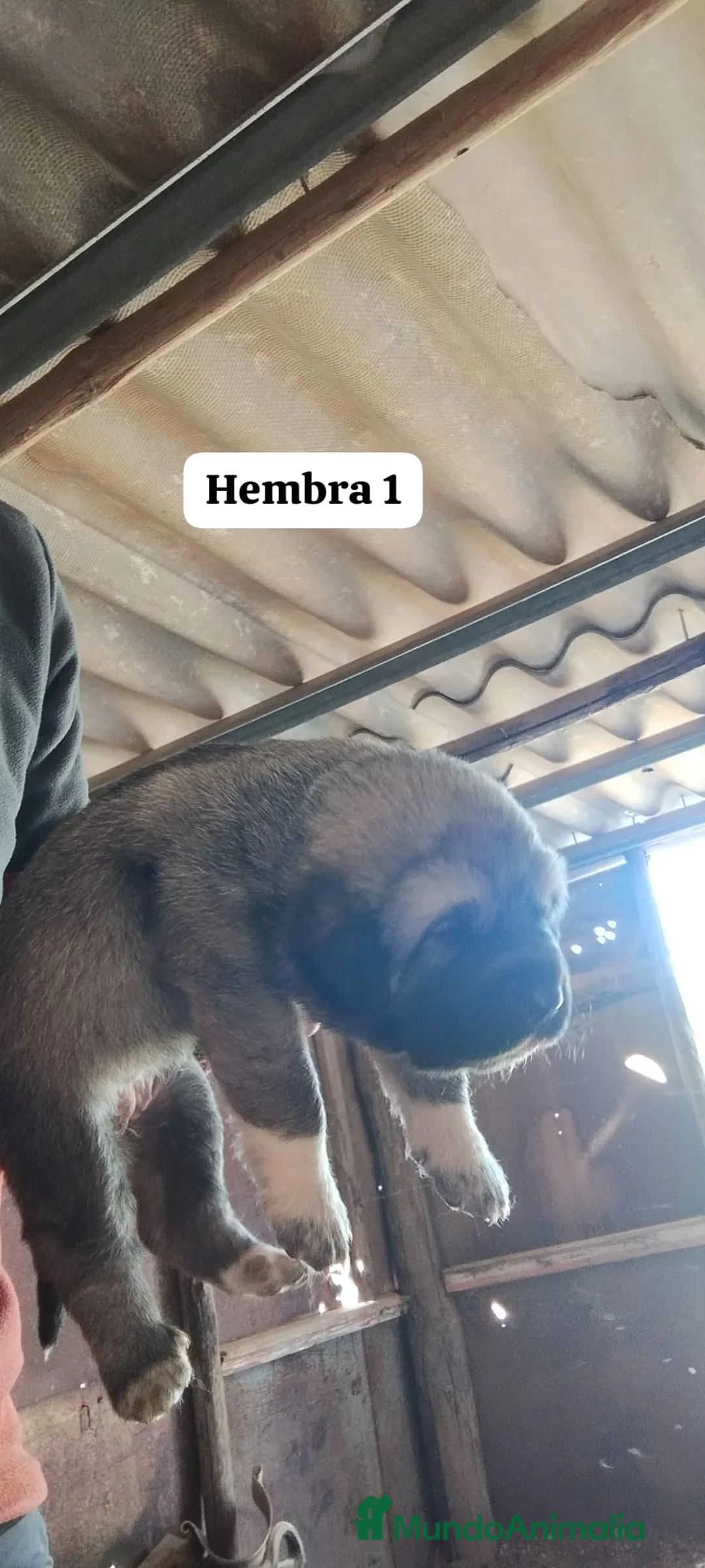 Mastín Español perros en venta: Camada de mastin español  - Anuncio 2