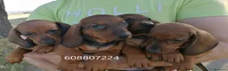 Teckel perros en venta: Teckel Standard cachorros - Anuncio 4