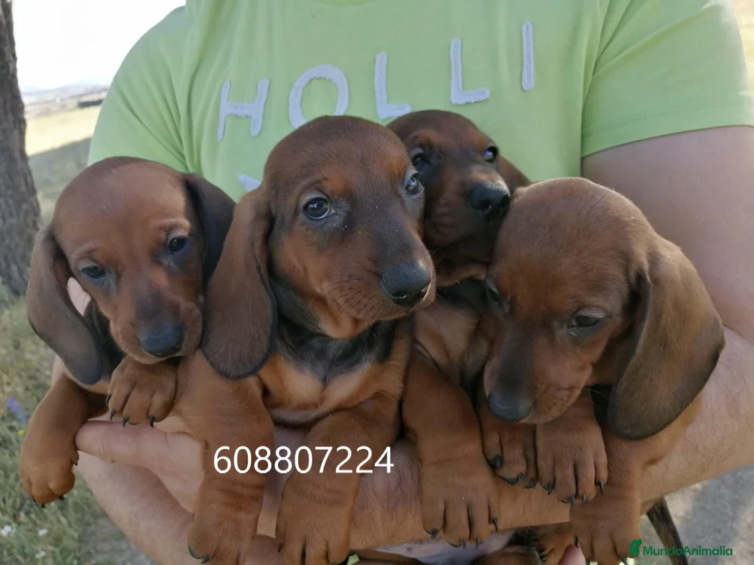 Teckel perros en venta: Teckel Standard cachorros - Anuncio 4