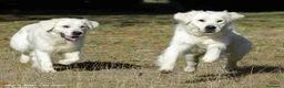 Golden Retriever perros en venta: Golden Retriever - Anuncio 12