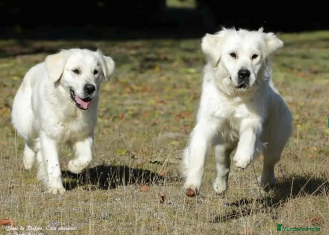Golden Retriever perros en venta: Golden Retriever - Anuncio 12