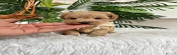 Maltipoo perros en venta: MALTIPOO MACHOS  - Anuncio 13