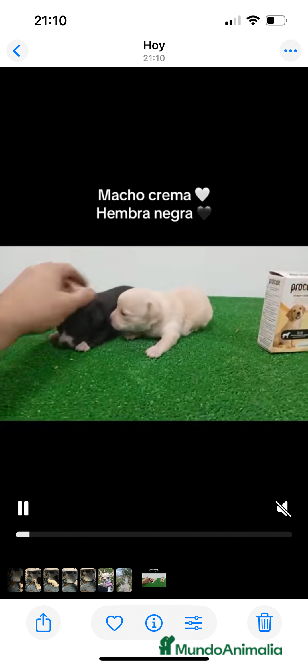 Chihuahua perros en venta: Chihuhuas  - Anuncio 2