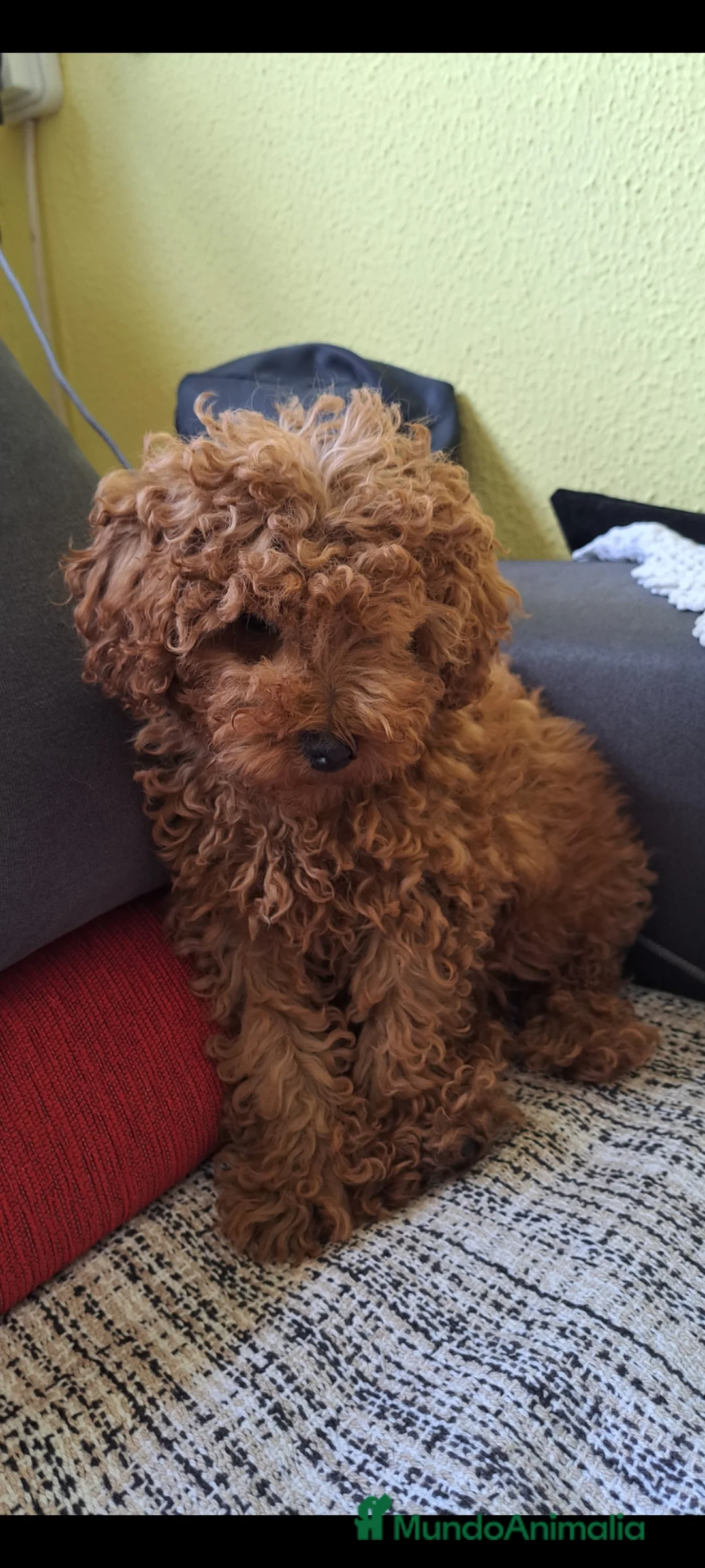 Caniche Toy perros en venta: Canichito toy  - Anuncio 2
