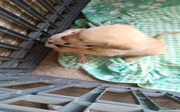 Labrador Retriever perros en venta: Labrador retriever dorado  - Imagen 2