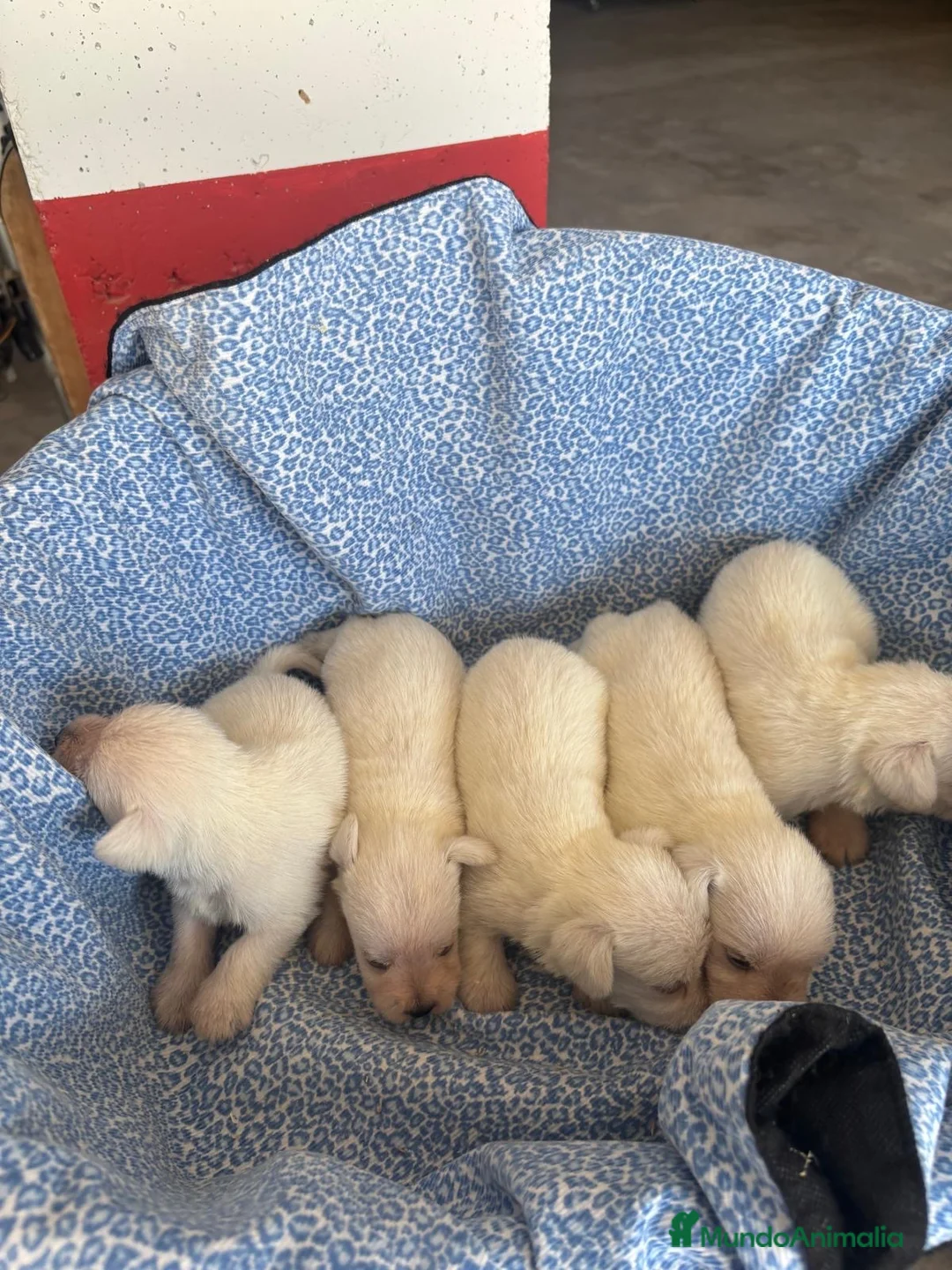 Schnauzer Miniatura perros en venta: CACHORRAS DE SCHNAUZER MINIATURA  - Anuncio 1