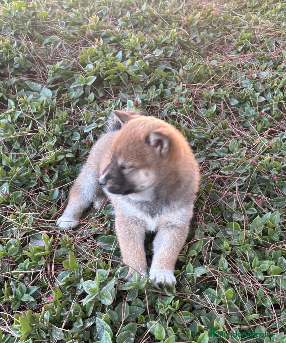 Shiba Inu perros en venta: SHIBA INU - Anuncio 5