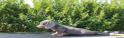 Teckel Miniatura perros en venta: CACHORRITOS TECKEL BLUE MINIATURA - Anuncio 3