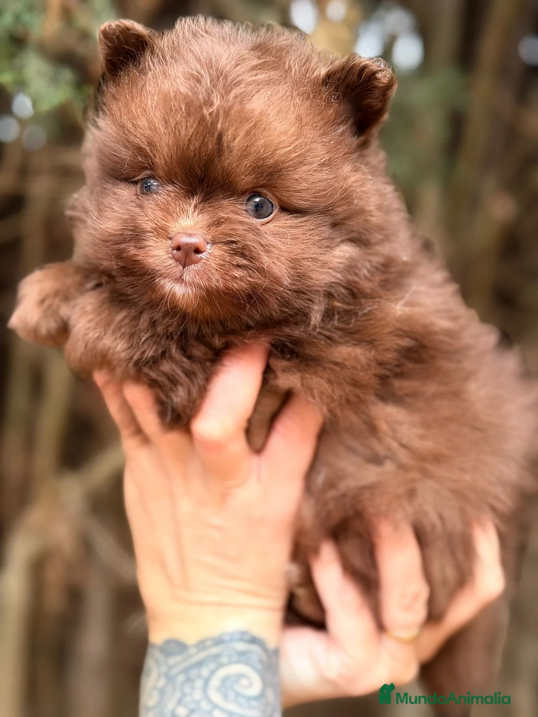 Pomerania perros en venta: POMERANIA MINI CHOCOLATES EXCLUSIVOS - Anuncio 2