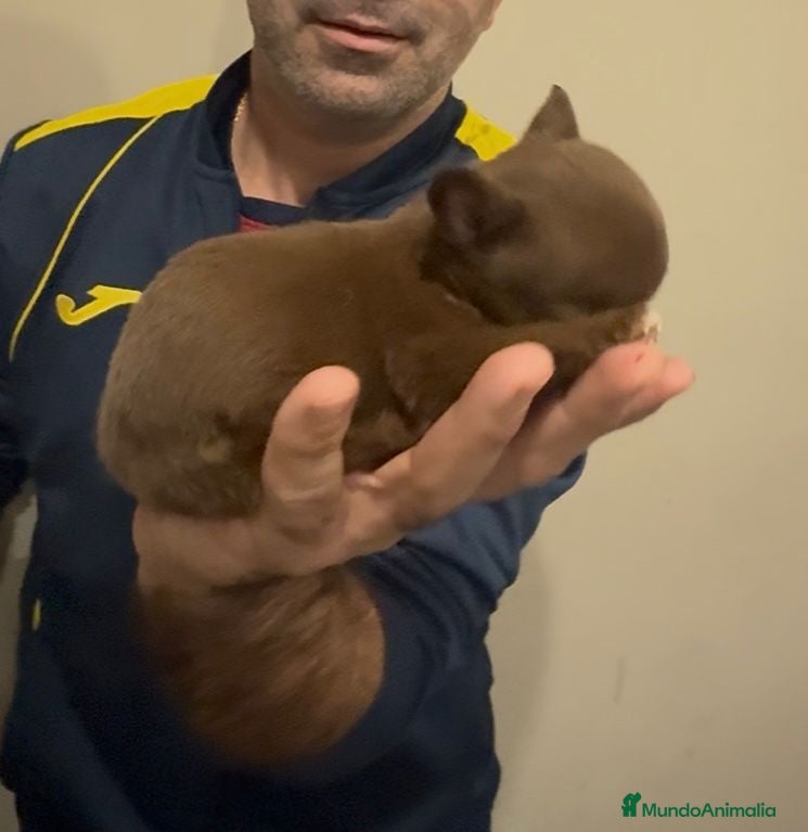 Chihuahua perros Chihuahua MICRO chocolate  - Anuncio 12