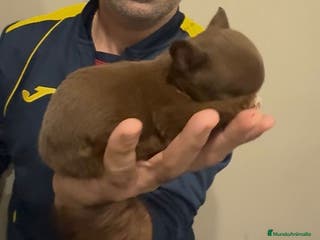 Chihuahua perros Chihuahua MICRO chocolate - Anuncio 2