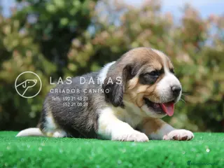 Beagle perros Beagle tricolor, - Anuncio 3