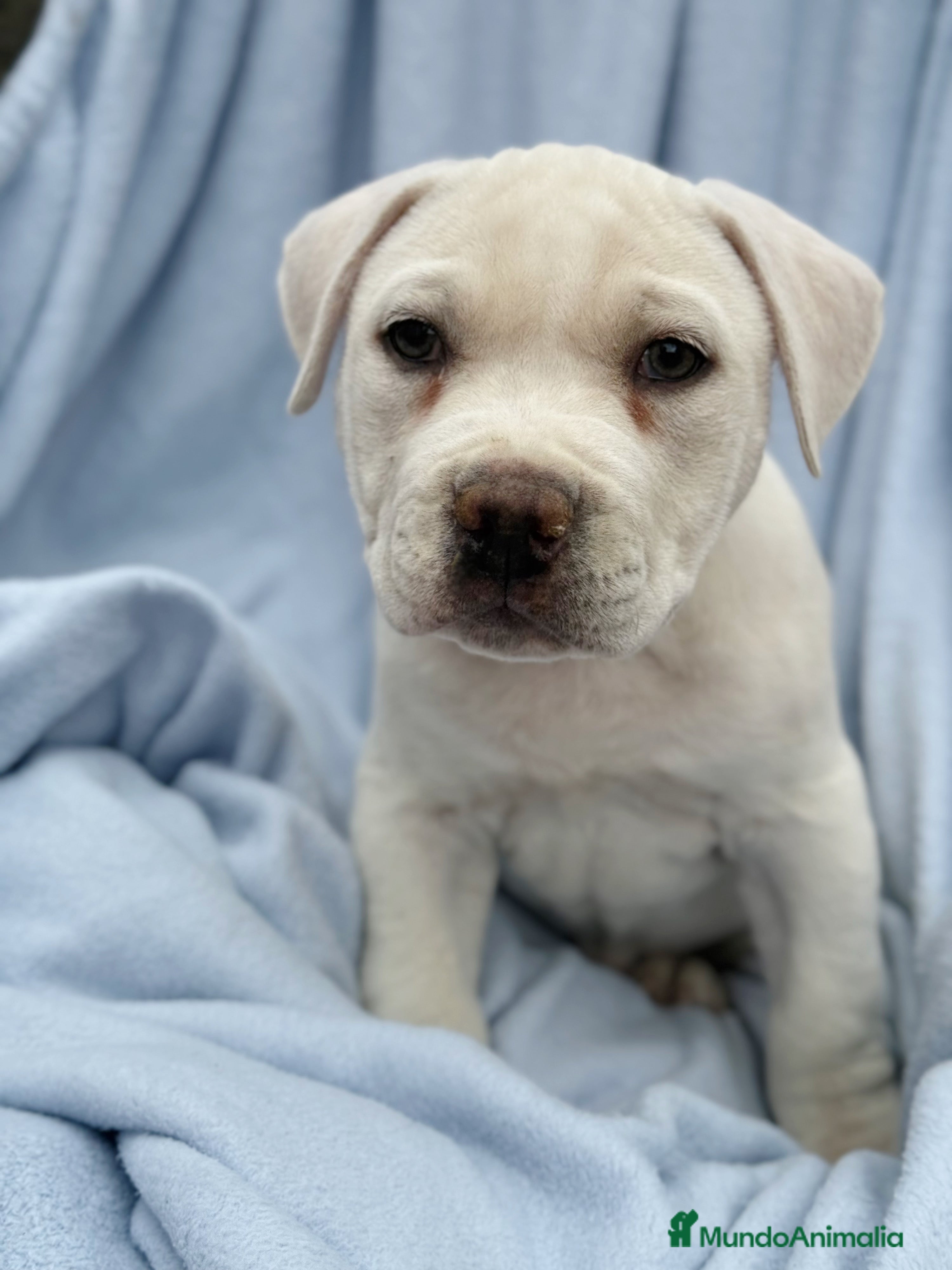 American Staffordshire-Terrier perros Hembras American Stafford Blanca’s  - Anuncio 2