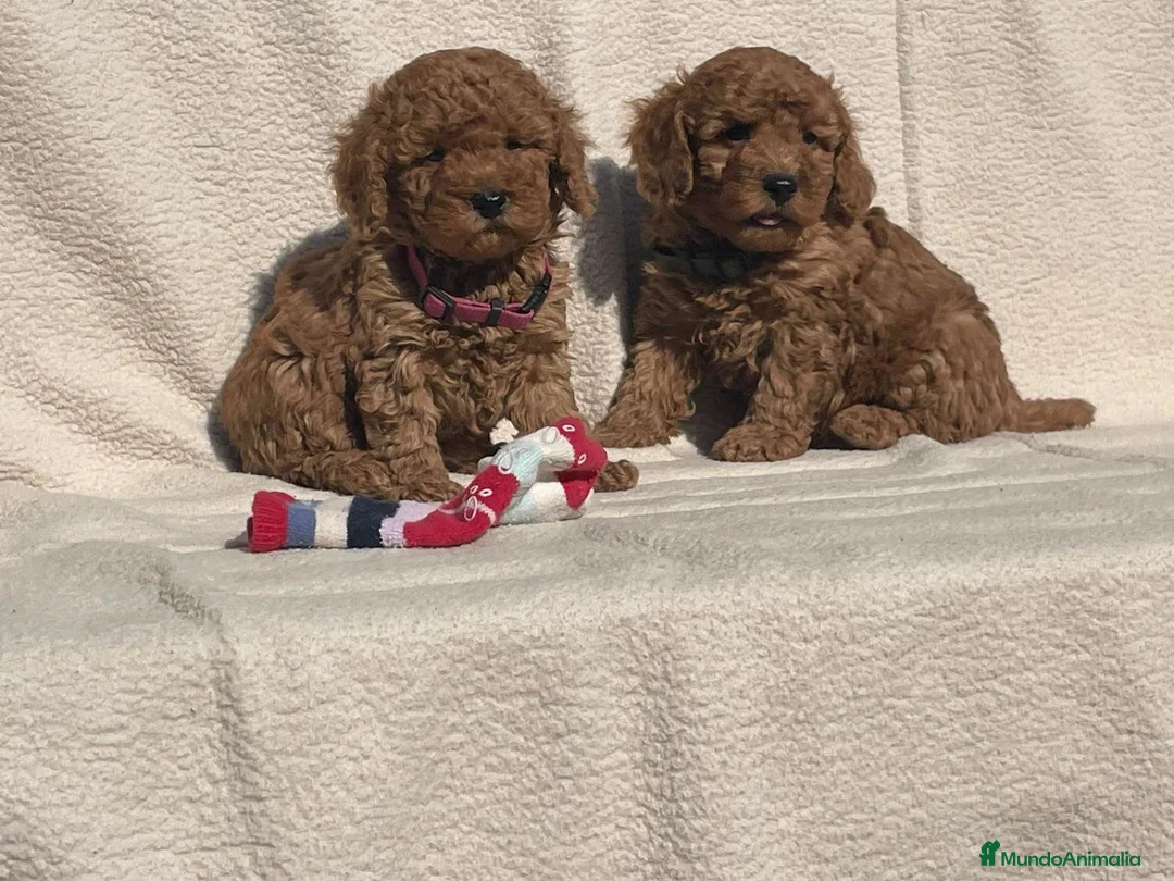 Caniche Toy perros en venta: Caniche toy - Anuncio 5