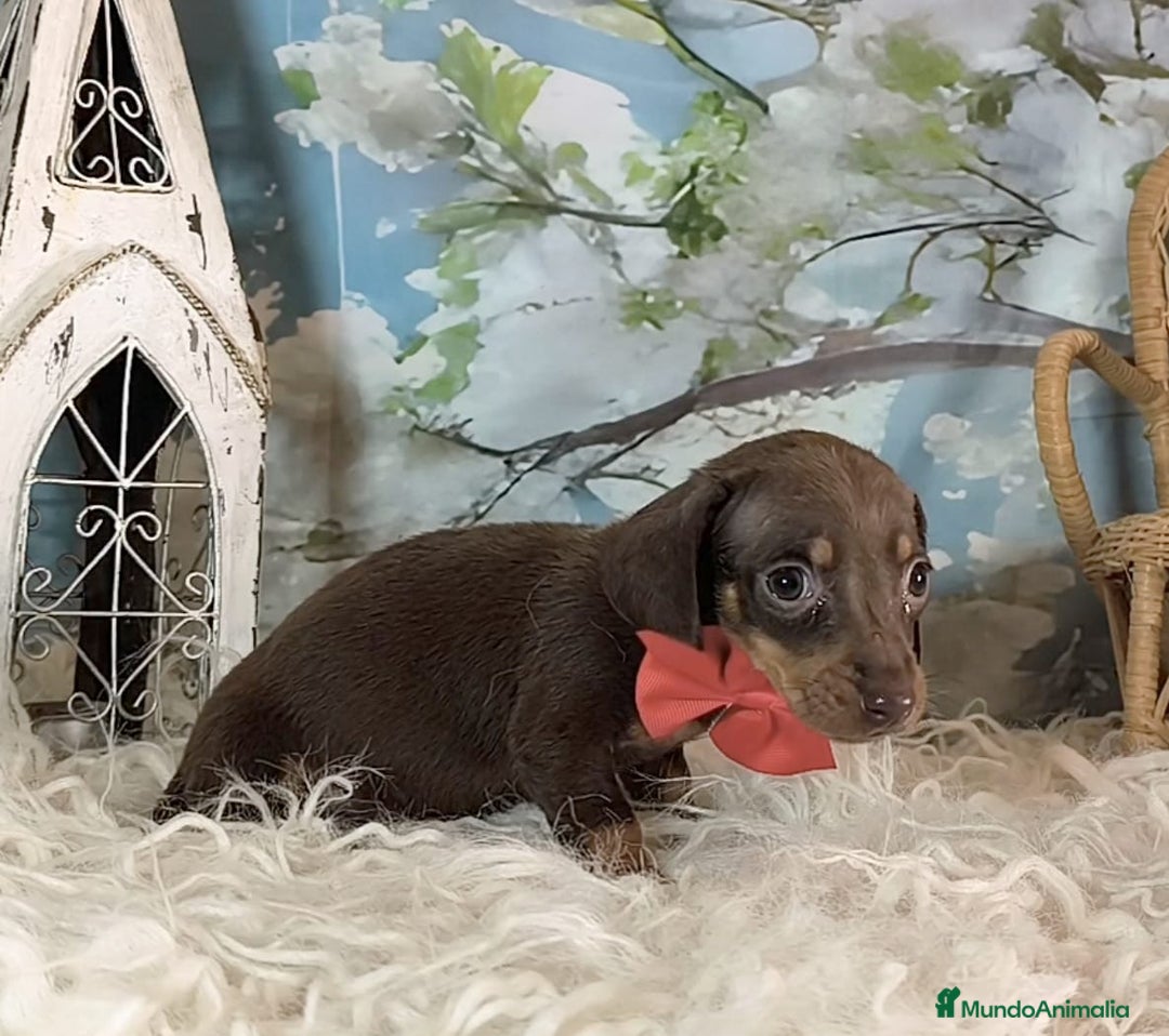 Teckel perros en venta: Teckel kanichen  - Anuncio 2