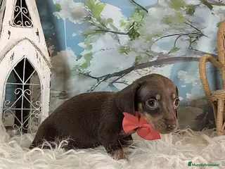 Teckel perros Teckel kanichen - Anuncio 9