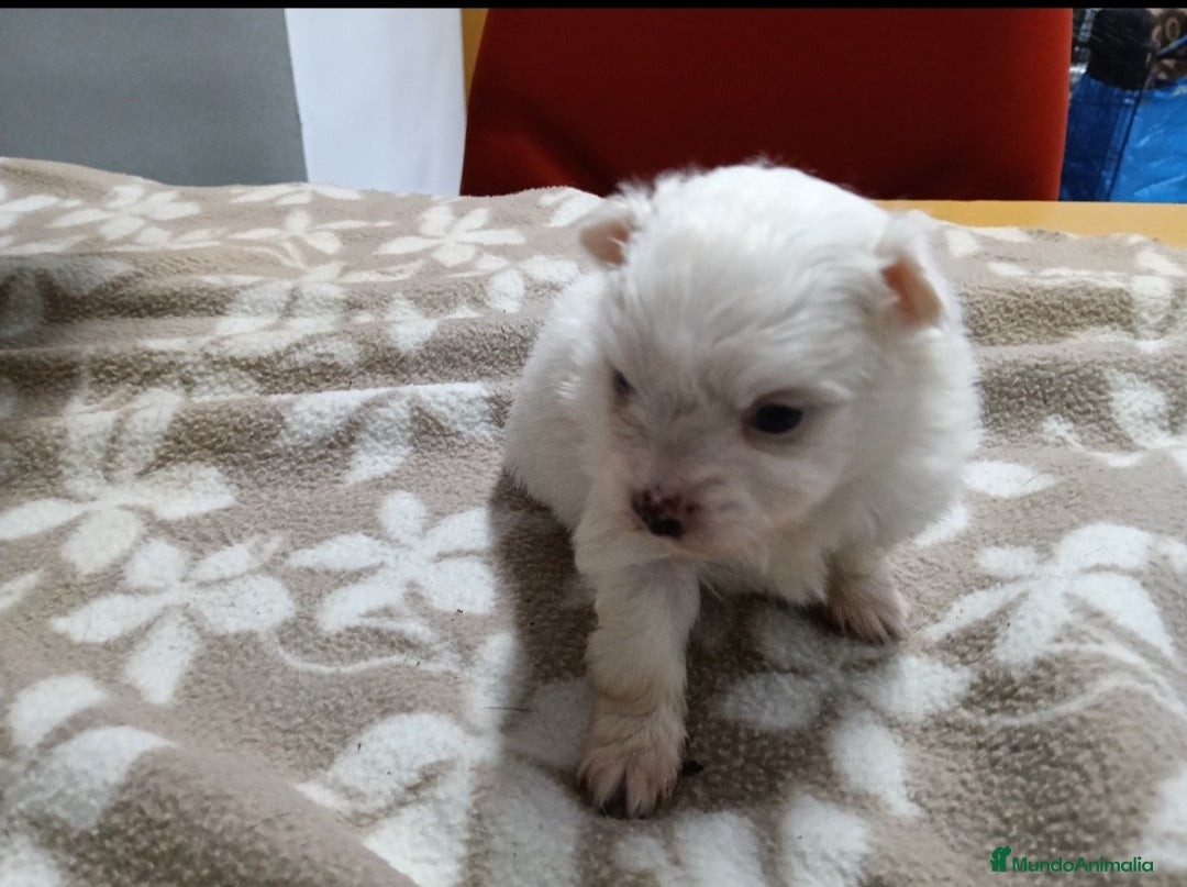 Pomerania perros en venta: LULU DE POMERANIA  - Anuncio 2