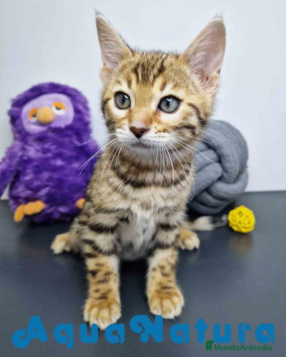 Bengalí gatos Bengali Hembra 1822 - AQUANATURA en Barcelona - Anuncio 2