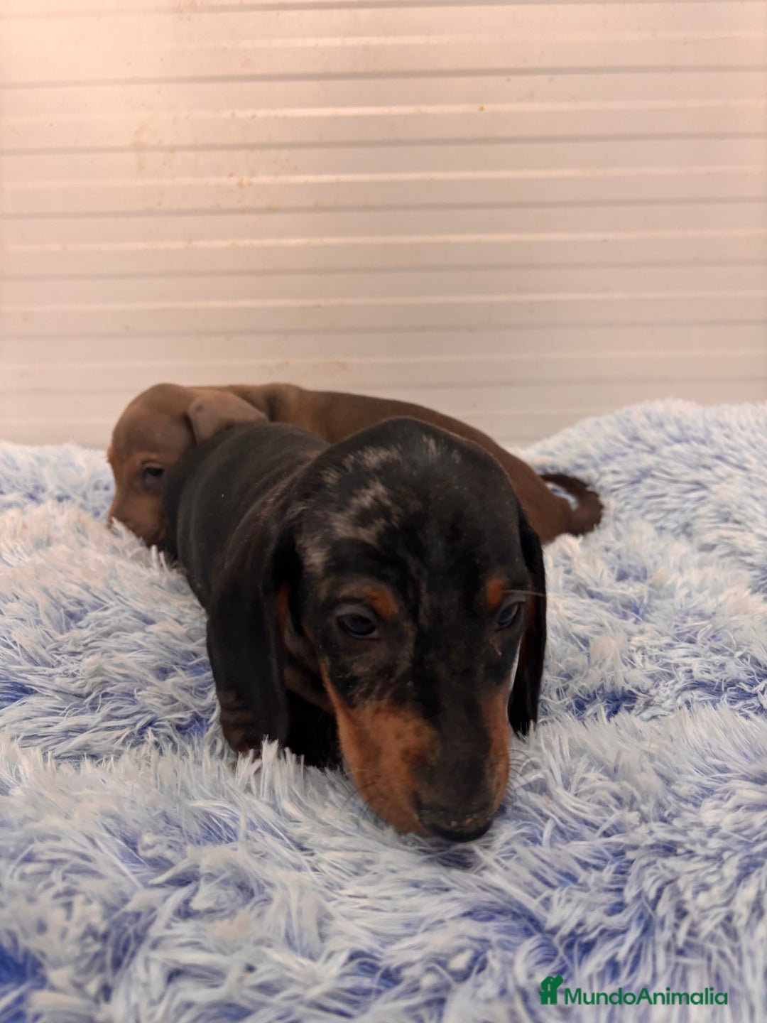 Teckel perros en venta: TECKEL STANDARD - Anuncio 20