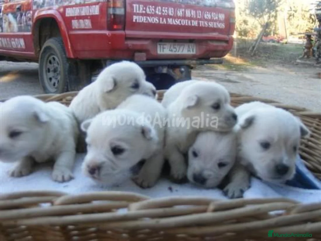 Imagen de galería {{count}}